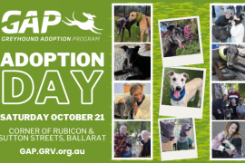 Now is the time to adopt a greyhound!